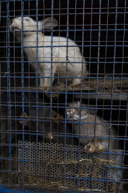 Hayvanat bahçesindeki kafeste tavşanlar