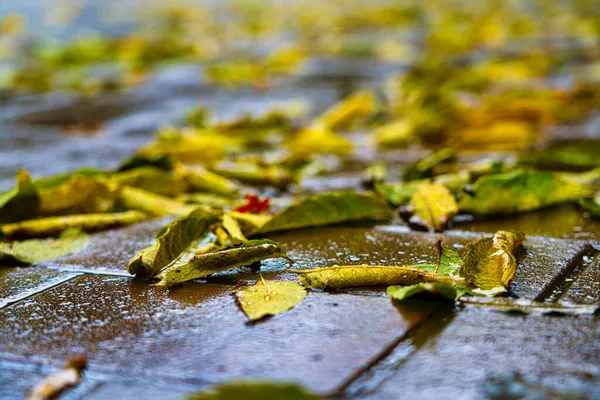 Herbstlaub Nach Regen Park — Stockfoto