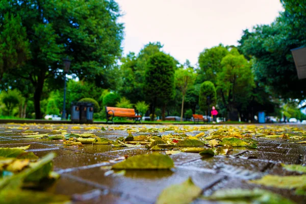 Herbstlaub Nach Regen Park — Stockfoto