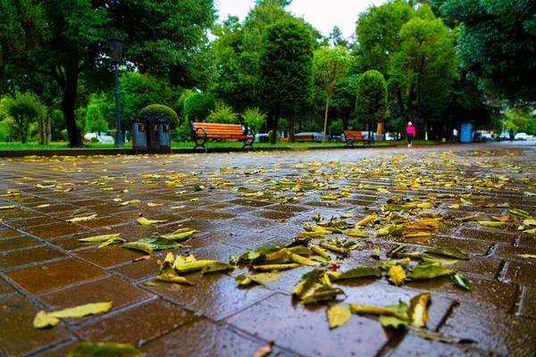 Herbstlaub Nach Regen Park — Stockfoto