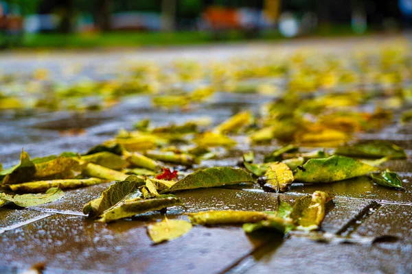 Herbstlaub Nach Regen Park — Stockfoto