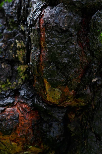 Текстура Красивый Черный Фон Дерева — стоковое фото
