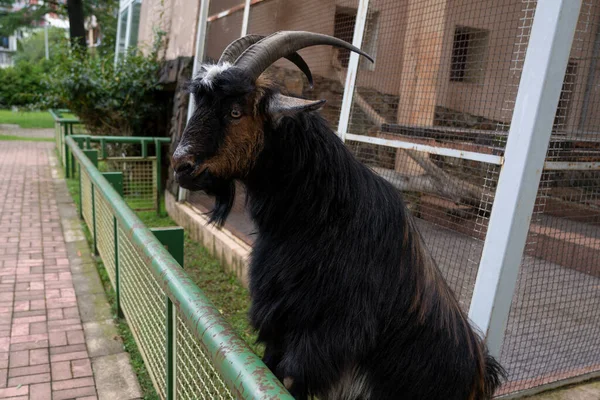 Horned Goat Zoo — Stock Photo, Image