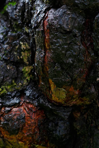 Текстура Красивый Черный Фон Дерева — стоковое фото