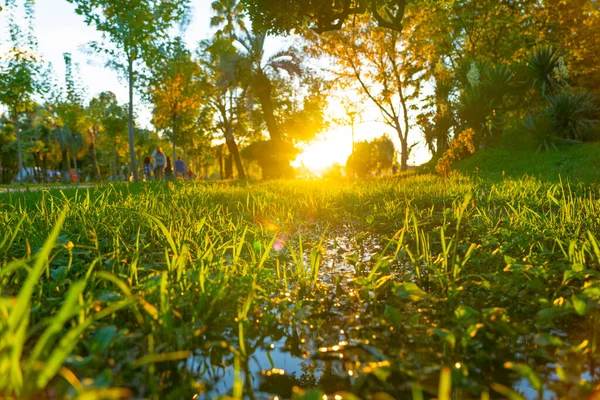 Magnifique Coucher Soleil Dans Parc — Photo