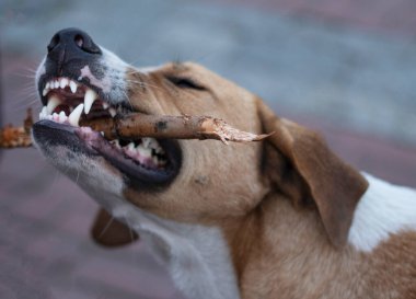 Köpek bir sopa kemirir, köpek çenesi