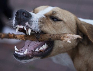 Köpek bir sopa kemirir, köpek çenesi