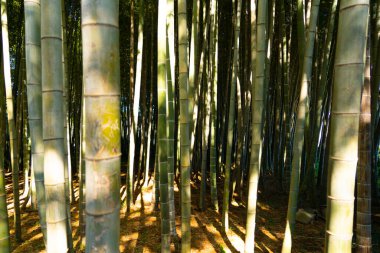 Parktaki bambu koruluğu