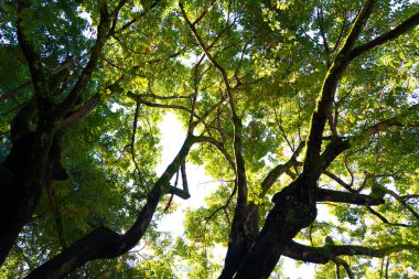 Parktaki ağaçlar, aşağıdan ateş ediyorlar.