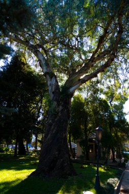 Parktaki ağaçlar, aşağıdan ateş ediyorlar.