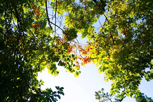 Bäume Park Die Von Unten Schießen — Stockfoto