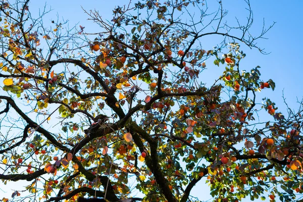 Baum Mit Persimmon Auf Blauem Himmel — Stockfoto