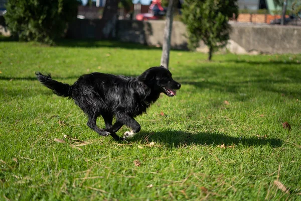 Маленькая Собака Бегает Парке — стоковое фото