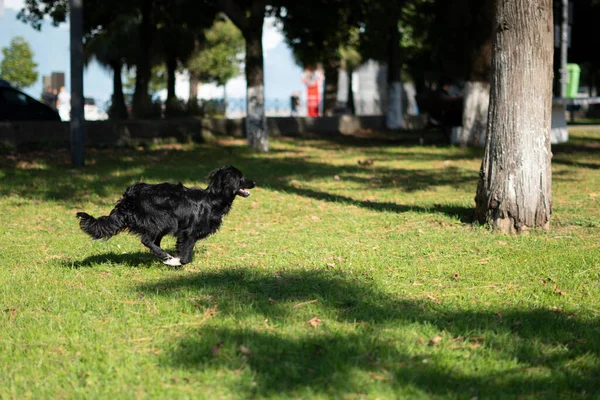 Liten Hund Kör Parken — Stockfoto