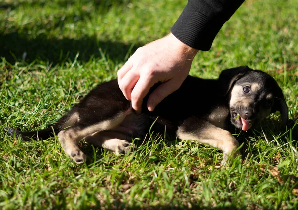 Perrito Parque — Foto de Stock