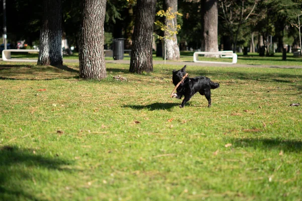Маленькая Собака Бегает Парке — стоковое фото