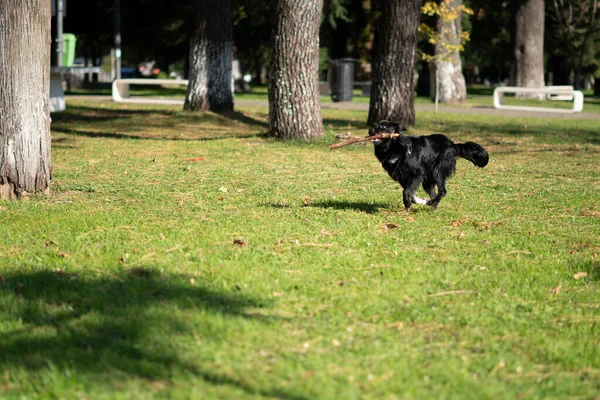 Small Dog Running Park — Stock Photo, Image