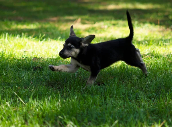 小狗在公园跑步 — 图库照片