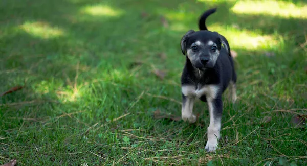 Kleiner Hund Läuft Park — Stockfoto