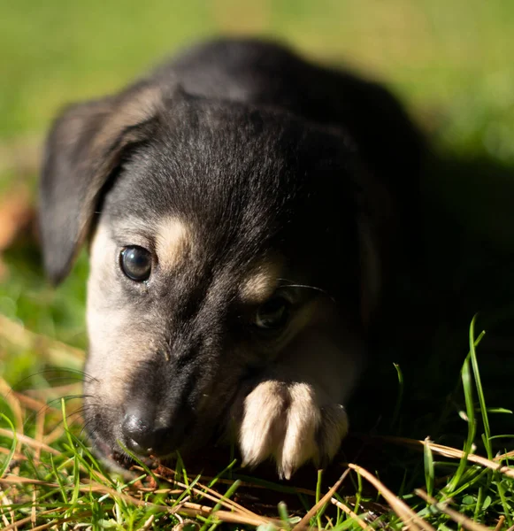 Perrito Parque — Foto de Stock