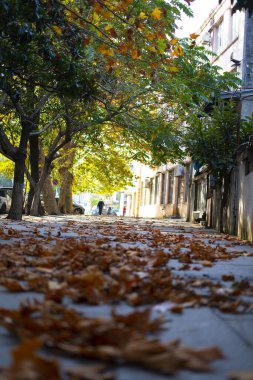 Şehirde sonbahar yaprakları