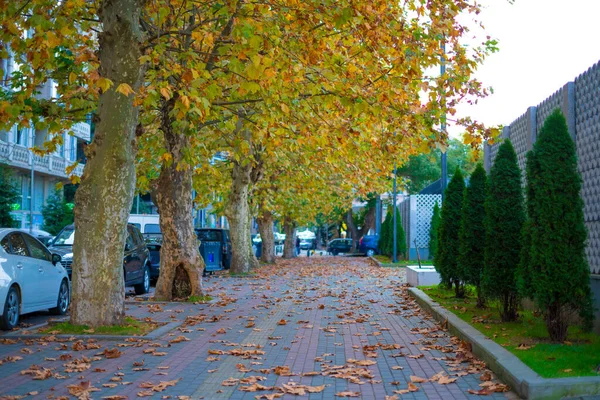 Autumn Leaves City — Stock Photo, Image