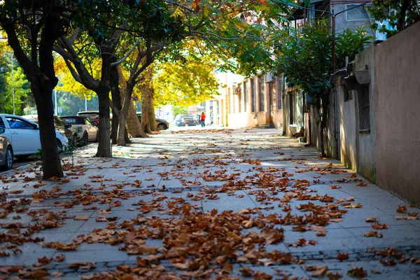 Осенние Листья Городе — стоковое фото