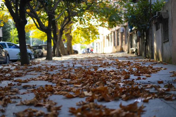 Herbstlaub Der Stadt — Stockfoto