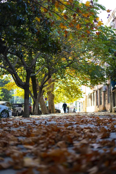 Herbstlaub Der Stadt — Stockfoto