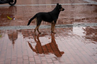 Su birikintisinde bir bahçe köpeğinin yansıması
