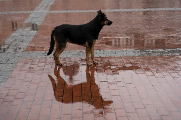 Отражение Дворовой Собаки Луже — стоковое фото