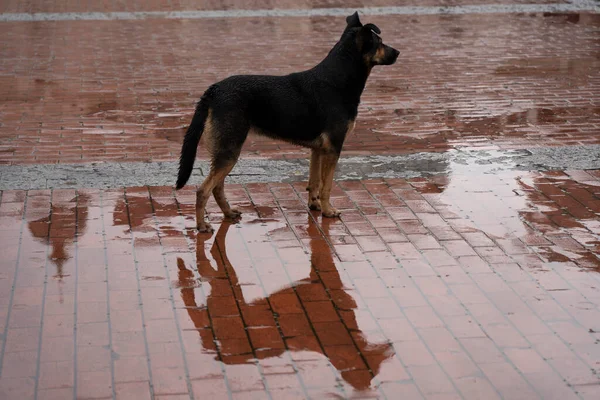 Отражение Дворовой Собаки Луже — стоковое фото