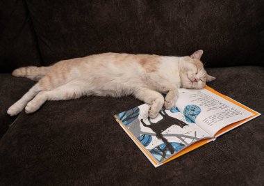 Batumi, Gürcistan - 20 Aralık 2021: Kedi bir kitabın üzerinde uyuyor