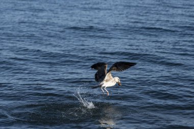 Karadeniz 'deki martılar