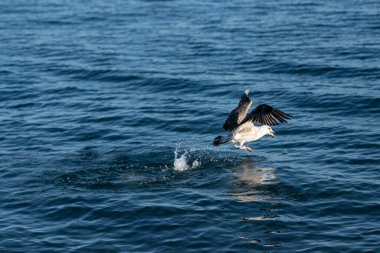 Karadeniz 'deki martılar