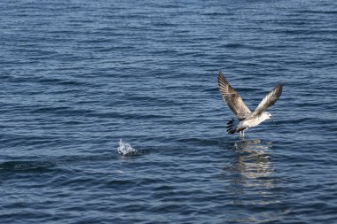 Karadeniz 'deki martılar