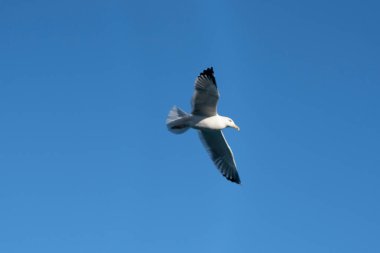 Karadeniz 'deki martılar