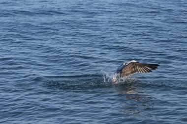 Karadeniz 'deki martılar