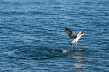 Karadeniz 'deki martılar