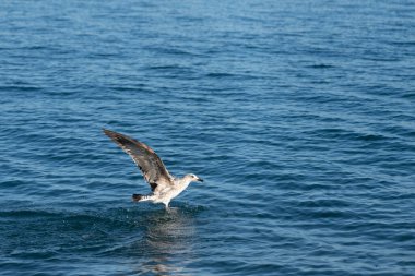 Karadeniz 'deki martılar