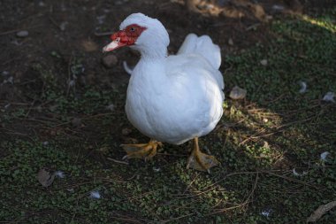 Şehir parkında kırmızı gagalı bir kuş.