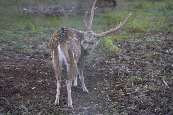 Cerf Sika Dans Parc — Photo