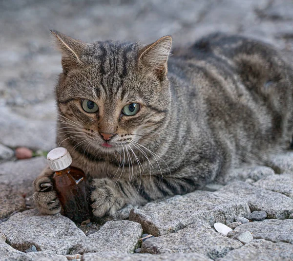 猫はヴァリリア語の瓶を舐め — ストック写真