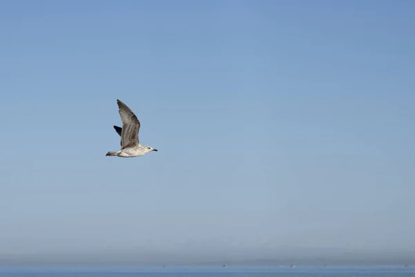 Seagulls Black Sea — Stockfoto