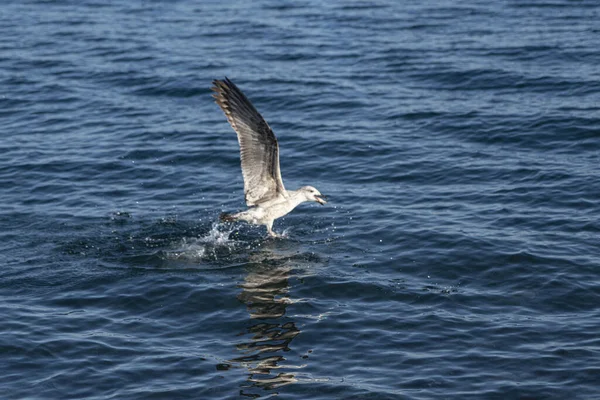 Seagulls Black Sea — Stockfoto