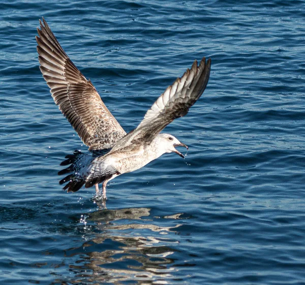 Måsar Svarta Havet — Stockfoto