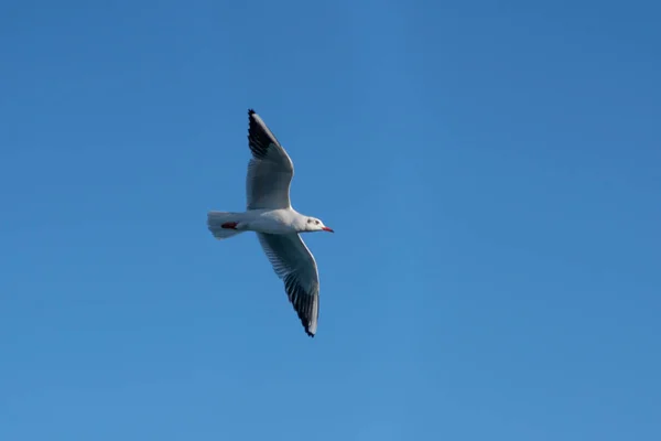 Seagulls Black Sea — стокове фото