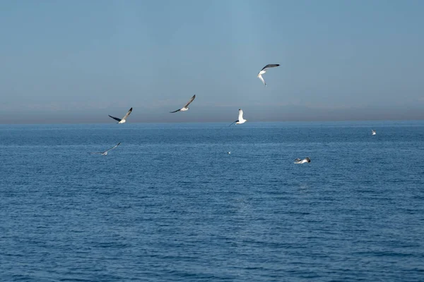 Mouettes Dans Mer Noire — Photo