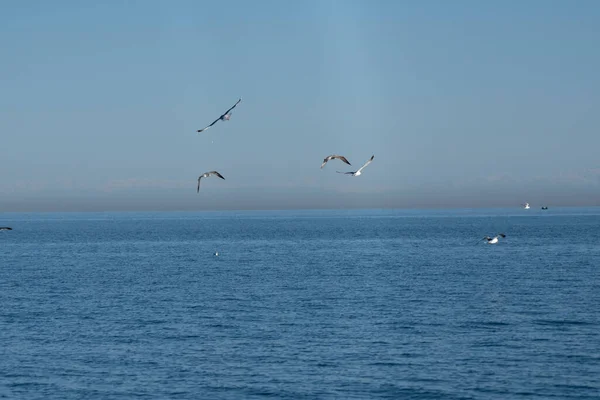 Mouettes Dans Mer Noire — Photo