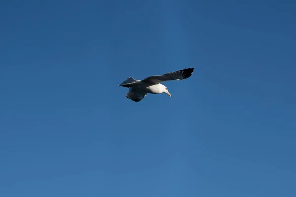 Gaviotas Mar Negro —  Fotos de Stock